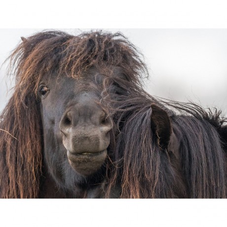 CALVENDO Puzzle CALVENDO Puzzle Menschliche Zuge beim Hengst Пазл CALVENDO Puzzle Человеческие черты жеребца