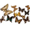 CALVENDO Puzzle CALVENDO Puzzle Schmetterlinge Пазл CALVENDO Пазл бабочки