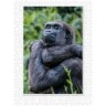 CALVENDO Puzzle CALVENDO Puzzle Emotionale Momente: Aus dem Leben der Familie Gorilla. \/ CH-Version Пазл CALVENDO Пазл Эмоциональные моменты: Из жизни семьи горилл. \/ версия CH