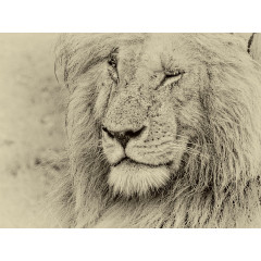 CALVENDO Puzzle CALVENDO Puzzle Safari Пазл CALVENDO Puzzle Сафари