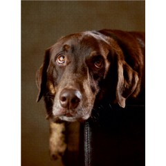 CALVENDO Puzzle CALVENDO Puzzle Simba Пазл CALVENDO Пазл Симба