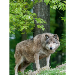 CALVENDO Puzzle CALVENDO Puzzle Emotionale Momente: Der Wolf. Пазл CALVENDO Пазл Эмоциональные моменты: Волк.