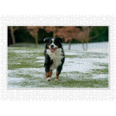 CALVENDO Puzzle CALVENDO Puzzle Emotional Moments: Berner Sennenhund. Пазл CALVENDO Пазл Эмоциональные моменты: Бернский зенненхунд.