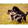 CALVENDO Puzzle CALVENDO Puzzle Schnapp Dich Пазл CALVENDO Puzzle Хватай себя